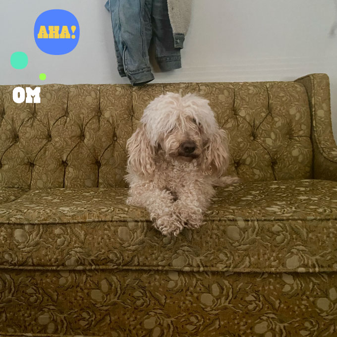 Momentos of magic in the mundane. A picture of a small white poodle with long hair hanging over its eyes laying down on a olive green tufted couch with a lighter green floral pattern.